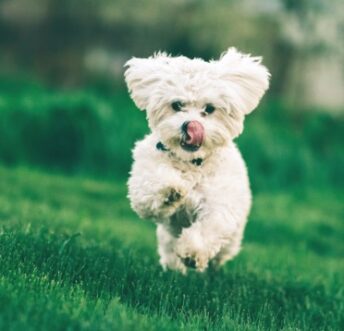 small dog with receiver collar