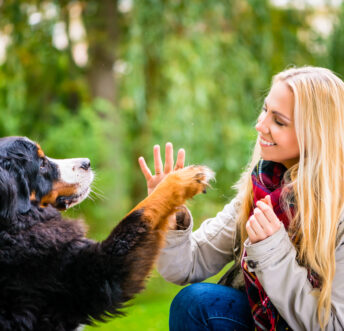 Dog shaking hands with paw to woman