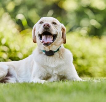 Best Underground Fence for Dogs