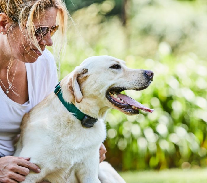 yellow lab with receiver collar