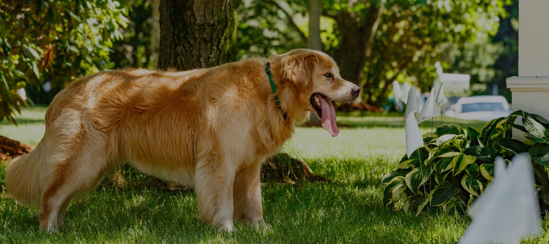 DogWatch by Top Dog Pet Fence, Latham, New York | Top-Rated Hidden Fences in Adams Footer Image Image